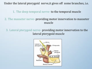 Under the lateral pterygoid nerve,it gives off some branches, i.e.
1. The deep temporal nerve- to the temporal muscle
2. The masseter nerve- providing motor innervation to masseter
muscle
3. Lateral pterygoid nerve- providing motor innervation to the
lateral pterygoid muscle
 