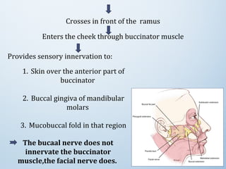 Provides sensory innervation to:
Crosses in front of the ramus
Enters the cheek through buccinator muscle
1. Skin over the anterior part of
buccinator
2. Buccal gingiva of mandibular
molars
3. Mucobuccal fold in that region
The bucaal nerve does not
innervate the buccinator
muscle,the facial nerve does.
 
