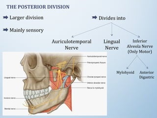 THE POSTERIOR DIVISION
Larger division
Mainly sensory
Auriculotemporal
Nerve
Lingual
Nerve
Inferior
Alveola Nerve
(Only Motor)
Divides into
Mylohyoid Anterior
Digastric
 