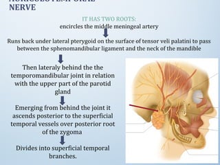 Then lateraly behind the the
temporomandibular joint in relation
with the upper part of the parotid
gland
Emerging from behind the joint it
ascends posterior to the superficial
temporal vessels over posterior root
of the zygoma
Divides into superficial temporal
branches.
IT HAS TWO ROOTS:
encircles the middle meningeal artery
Runs back under lateral pterygoid on the surface of tensor veli palatini to pass
between the sphenomandibular ligament and the neck of the mandible
AURICULOTEMPORAL
NERVE
 