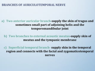 BRANCHES OF AURICULOTEMPORAL NERVE
a) Two anterior auricular branch-supply the skin of tragus and
sometimes small part of adjoining helix and the
temporomandibular joint
b) Two branches to external acoustic meatus-supply skin of
meatus and the tympanic membrane
c) Superficial temporal branch- supply skin in the temporal
region and connects with the facial and zygomaticotemporal
nerves
 