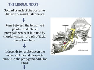 Second branch of the posterior
division of mandibular nerve
Runs between the tensor veli
palatini and lateral
pterygoid,where it is joined by
chorda tympani branch of facial
nerve from here
It decends to rest between the
ramus and medial pterygoid
muscle in the pterygomandibular
space
THE LINGUAL NERVE
 