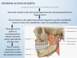 Largest branch of the mandibular division
Descends medial to the lateral pterygoid muscle and lateroposterior to
lingual nerve
Passes between the sphenomandibular ligament and the mandibular
ramus to enter the mandibular canal via mandibular foramen
INFERIOR ALVEOLAR NERVE
Through out its
path it is
accompanied by
inferior alveolar
artery and inferior
alveolar vein
Nerve travels
anteriorly in the
canal till it reaches
the mental foramen
 