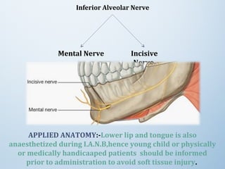 Inferior Alveolar Nerve
APPLIED ANATOMY:-Lower lip and tongue is also
anaesthetized during I.A.N.B,hence young child or physically
or medically handicaaped patients should be informed
prior to administration to avoid soft tissue injury.
Mental Nerve Incisive
Nerve
 