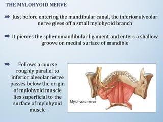 THE MYLOHYOID NERVE
Just before entering the mandibular canal, the inferior alveolar
nerve gives off a small mylohyoid branch
It pierces the sphenomandibular ligament and enters a shallow
groove on medial surface of mandible
Follows a course
roughly parallel to
inferior alveolar nerve
passes below the origin
of mylohyoid muscle
lies superficial to the
surface of mylohyoid
muscle
 