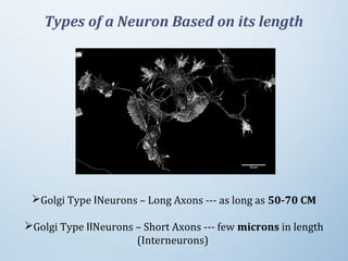 Types of a Neuron Based on its length
Golgi Type  Neurons – Long Axons --- as long as Ⅰ 50-70 CM
Golgi Type  Neurons – Short Axons --- few Ⅱ microns in length 
(Interneurons) 
 