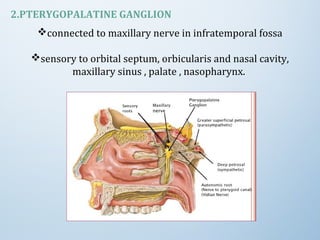 2.PTERYGOPALATINE GANGLION
connected to maxillary nerve in infratemporal fossa
sensory to orbital septum, orbicularis and nasal cavity,
maxillary sinus , palate , nasopharynx.
 