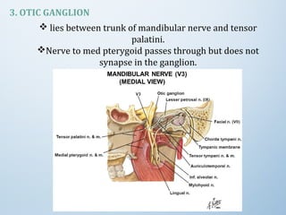 3. OTIC GANGLION
 lies between trunk of mandibular nerve and tensor
palatini.
Nerve to med pterygoid passes through but does not
synapse in the ganglion.
 