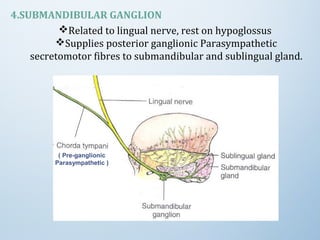 4.SUBMANDIBULAR GANGLION
Related to lingual nerve, rest on hypoglossus
Supplies posterior ganglionic Parasympathetic
secretomotor fibres to submandibular and sublingual gland.
( Pre-ganglionic
Parasympathetic )
 