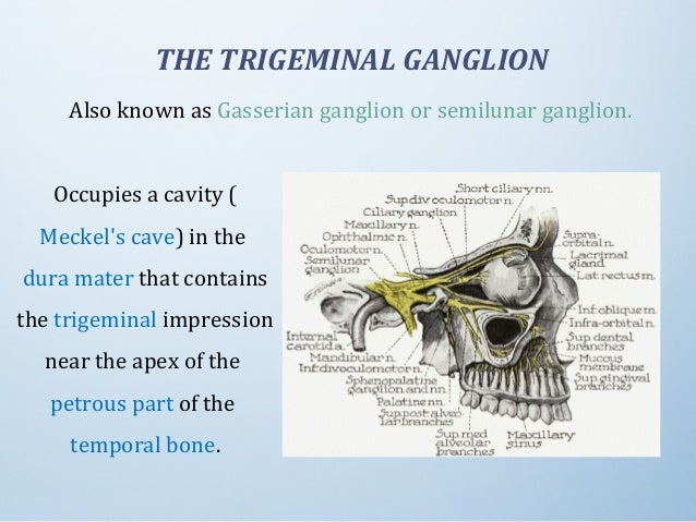 Trigeminal Nerve muscles of mastication diagram 