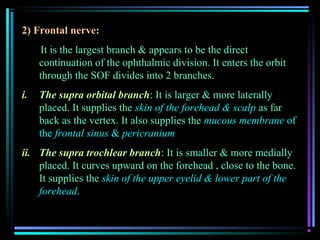 2) Frontal nerve:
     It is the largest branch & appears to be the direct
     continuation of the ophthalmic division. It enters the orbit
     through the SOF divides into 2 branches.
i.   The supra orbital branch: It is larger & more laterally
     placed. It supplies the skin of the forehead & scalp as far
     back as the vertex. It also supplies the mucous membrane of
     the frontal sinus & pericranium
ii. The supra trochlear branch: It is smaller & more medially
    placed. It curves upward on the forehead , close to the bone.
    It supplies the skin of the upper eyelid & lower part of the
    forehead.
 