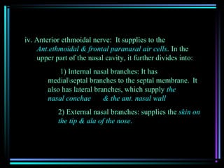 iv. Anterior ethmoidal nerve: It supplies to the
    Ant.ethmoidal & frontal paranasal air cells. In the
    upper part of the nasal cavity, it further divides into:
            1) Internal nasal branches: It has
        medialseptal branches to the septal membrane. It
        also has lateral branches, which supply the
        nasal conchae       & the ant. nasal wall
           2) External nasal branches: supplies the skin on
           the tip & ala of the nose.
 