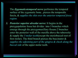 The Zygomaticotemporal nerve perforates the temporal
   surface of the zygomatic bone , pierces the temporalis
   fascia, & supplies the skin over the anterior temporal fossa
   region.
3. Posterior superior alveolar nerve: It begins in the
   pterygopalatine fossa but divides into 3 branches which
   emerge through the pterygomaxillary fissure.2 branches
   enter the posterior wall of the maxilla above the tuberosity
   & supply the 3 molar teeth(except the mesiobuccal root of
   first molar). The third branch pierces the buccinator &
   supplies the adjoining part of the gingiva & cheek along the
   buccal side of the upper molar teeth.
 