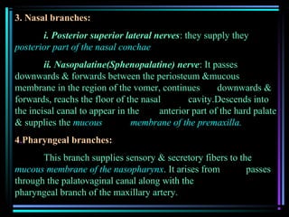 3. Nasal branches:
       i. Posterior superior lateral nerves: they supply they
posterior part of the nasal conchae
        ii. Nasopalatine(Sphenopalatine) nerve: It passes
downwards & forwards between the periosteum &mucous
membrane in the region of the vomer, continues         downwards &
forwards, reachs the floor of the nasal        cavity.Descends into
the incisal canal to appear in the     anterior part of the hard palate
& supplies the mucous           membrane of the premaxilla.
4.Pharyngeal branches:
       This branch supplies sensory & secretory fibers to the
mucous membrane of the nasopharynx. It arises from          passes
through the palatovaginal canal along with the
pharyngeal branch of the maxillary artery.
 