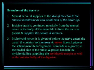 Branches of the nerve :-
1. Mental nerve: it supplies to the skin of the chin & the
   mucous membrane as well as the skin of the lower lip.
2. Incisive branch: continues anteriorly from the mental
   nerve in the body of the mandible to form the incisive
   plexus & supplies the canine & incisors.
3. Mylohyoid nerve: it is given of before the nerve enters the
   canal & contains both sensory & motor fibres.It pierces
   the sphenomandibular ligament, descends in a groove in
   the medial side of the ramus & passes beneath the
   mylohyoid line supplying the mylohyoid muscle as well
   as the anterior belly of the digastric.
 