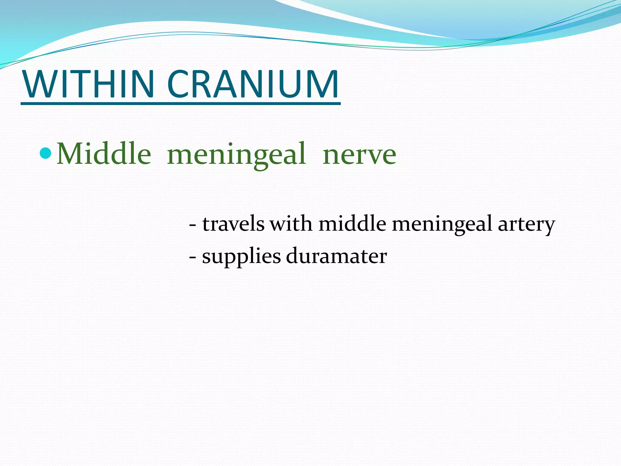 WITHIN CRANIUM
Middle meningeal nerve
- travels with middle meningeal artery
- supplies duramater
 