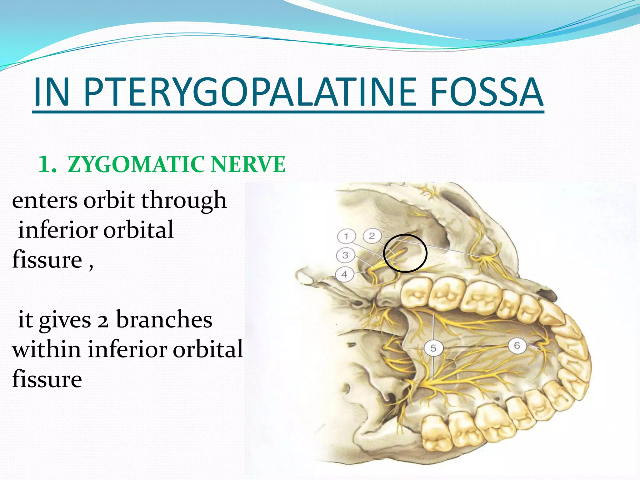 IN PTERYGOPALATINE FOSSA
1. ZYGOMATIC NERVE
enters orbit through
inferior orbital
fissure ,
it gives 2 branches
within inferior orbital
fissure
 