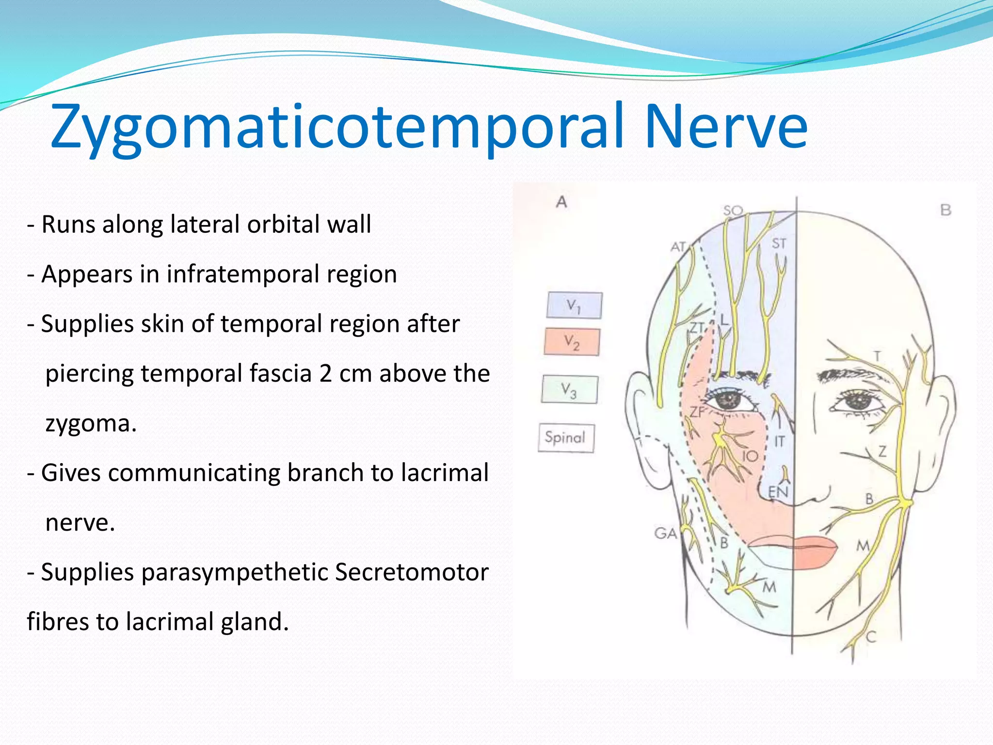 Zygomaticotemporal Nerve
- Runs along lateral orbital wall
- Appears in infratemporal region
- Supplies skin of temporal region after
piercing temporal fascia 2 cm above the
zygoma.
- Gives communicating branch to lacrimal
nerve.
- Supplies parasympethetic Secretomotor
fibres to lacrimal gland.
 