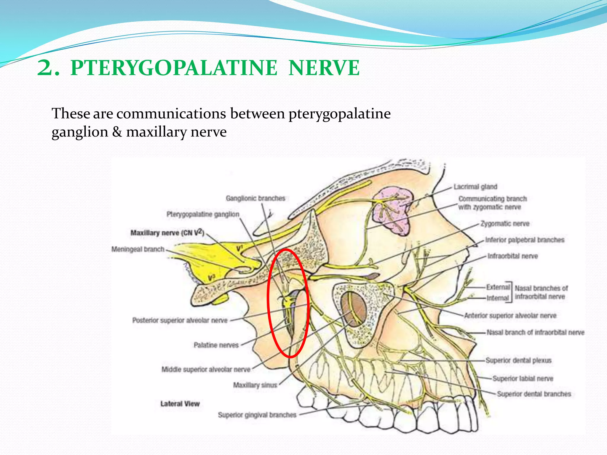 2. PTERYGOPALATINE NERVE
These are communications between pterygopalatine
ganglion & maxillary nerve
 