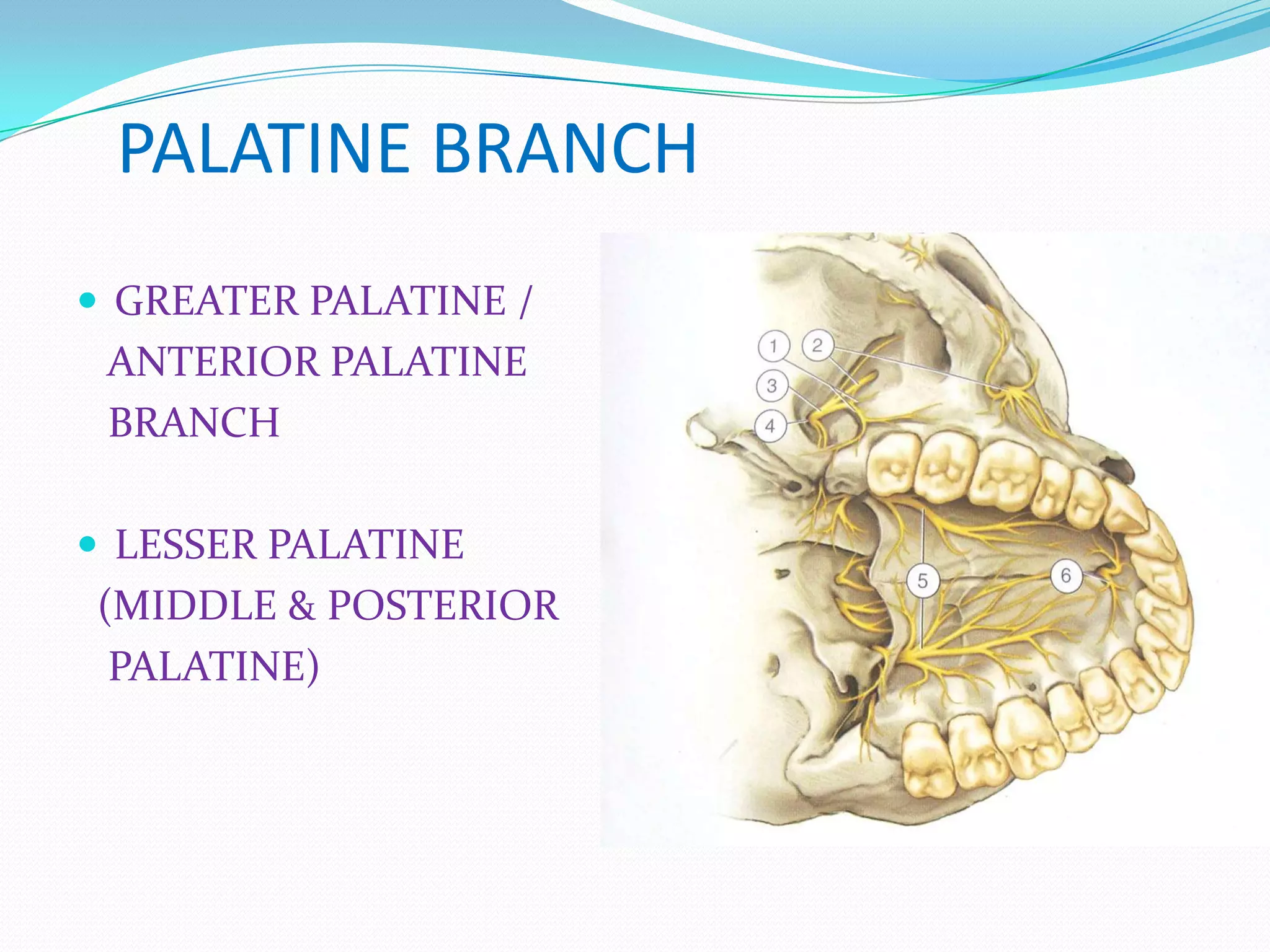 PALATINE BRANCH
 GREATER PALATINE /
ANTERIOR PALATINE
BRANCH
 LESSER PALATINE
(MIDDLE & POSTERIOR
PALATINE)
 