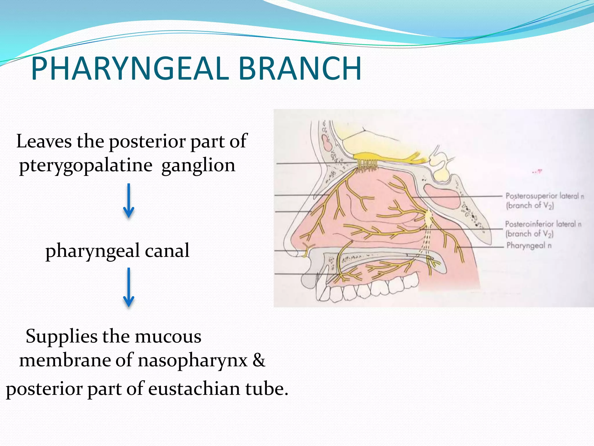 PHARYNGEAL BRANCH
Leaves the posterior part of
pterygopalatine ganglion
pharyngeal canal
Supplies the mucous
membrane of nasopharynx &
posterior part of eustachian tube.
 