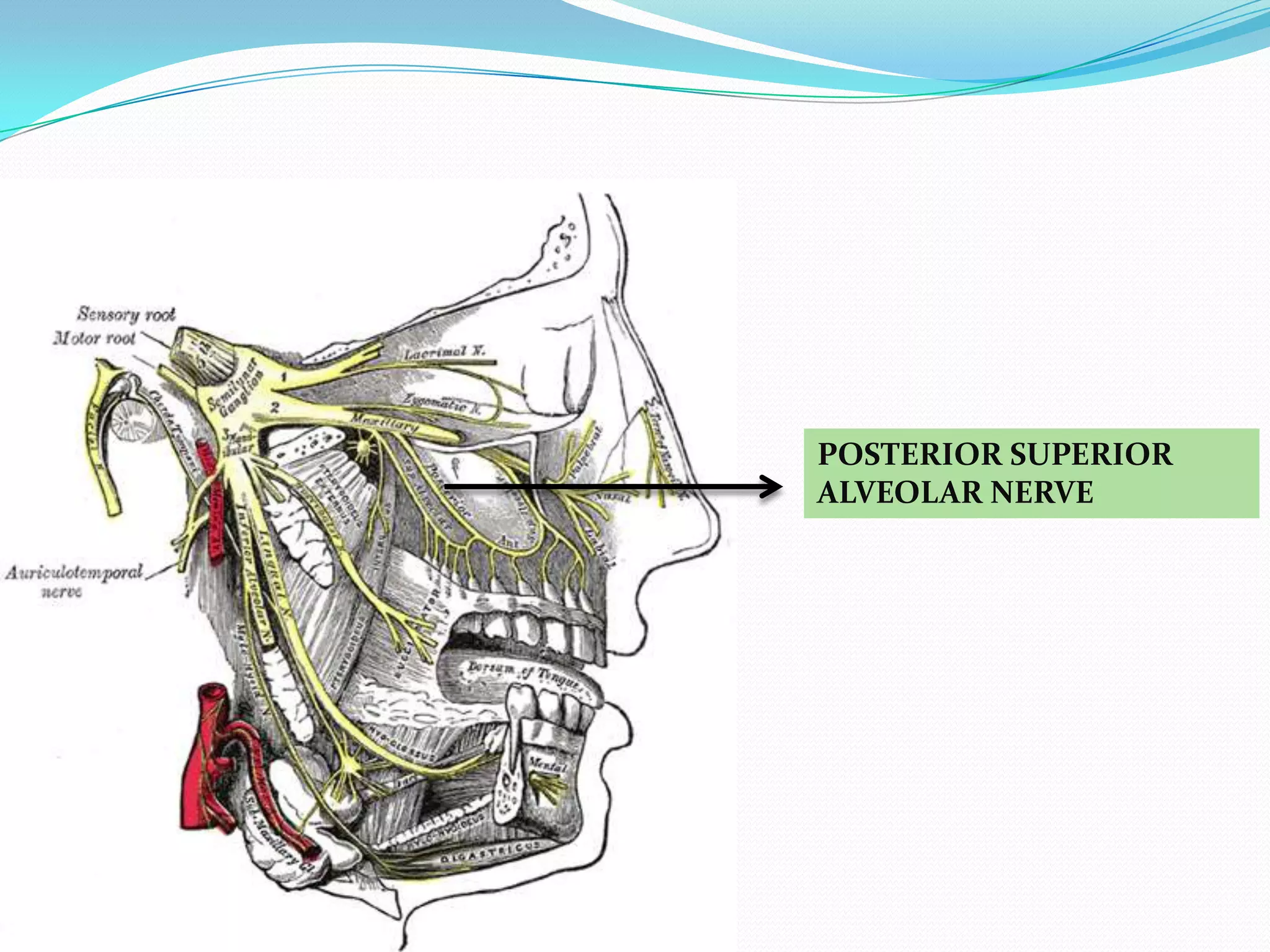 POSTERIOR SUPERIOR
ALVEOLAR NERVE
 