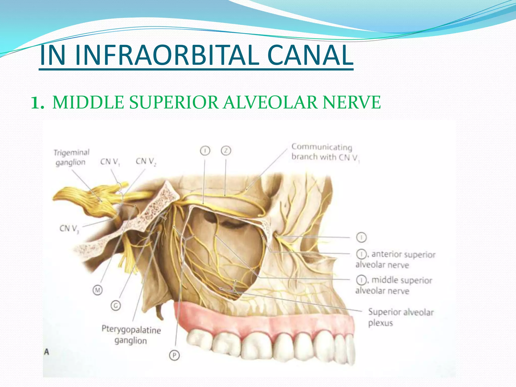 IN INFRAORBITAL CANAL
1. MIDDLE SUPERIOR ALVEOLAR NERVE
 
