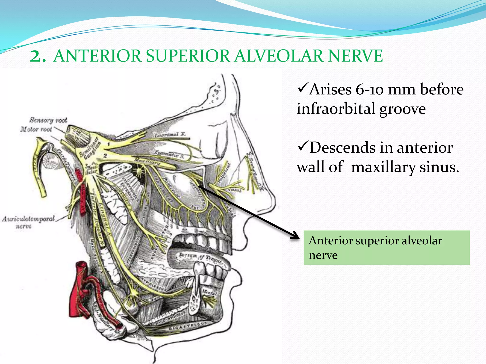 2. ANTERIOR SUPERIOR ALVEOLAR NERVE
Anterior superior alveolar
nerve
Arises 6-10 mm before
infraorbital groove
Descends in anterior
wall of maxillary sinus.
 
