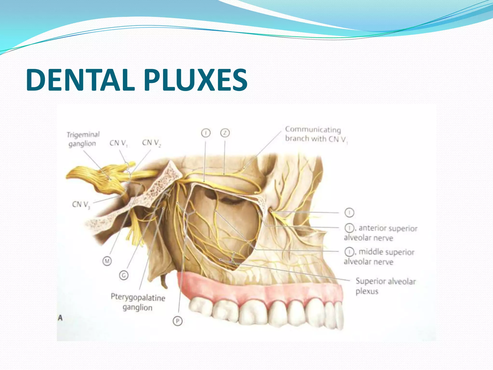 DENTAL PLUXES
 
