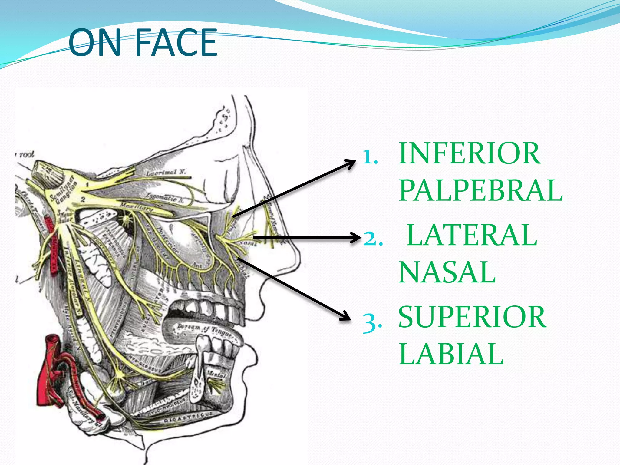 ON FACE
1. INFERIOR
PALPEBRAL
2. LATERAL
NASAL
3. SUPERIOR
LABIAL
 