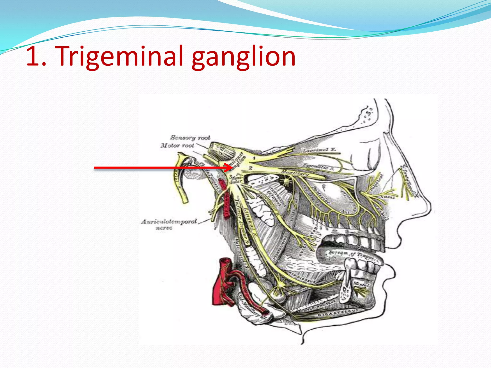 1. Trigeminal ganglion
 