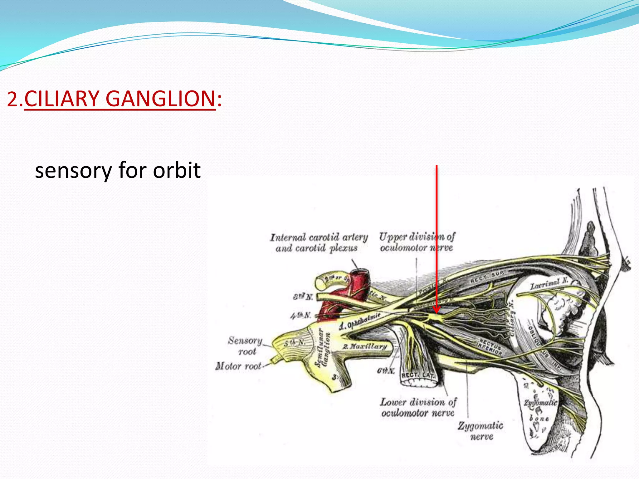 2.CILIARY GANGLION:
sensory for orbit
 