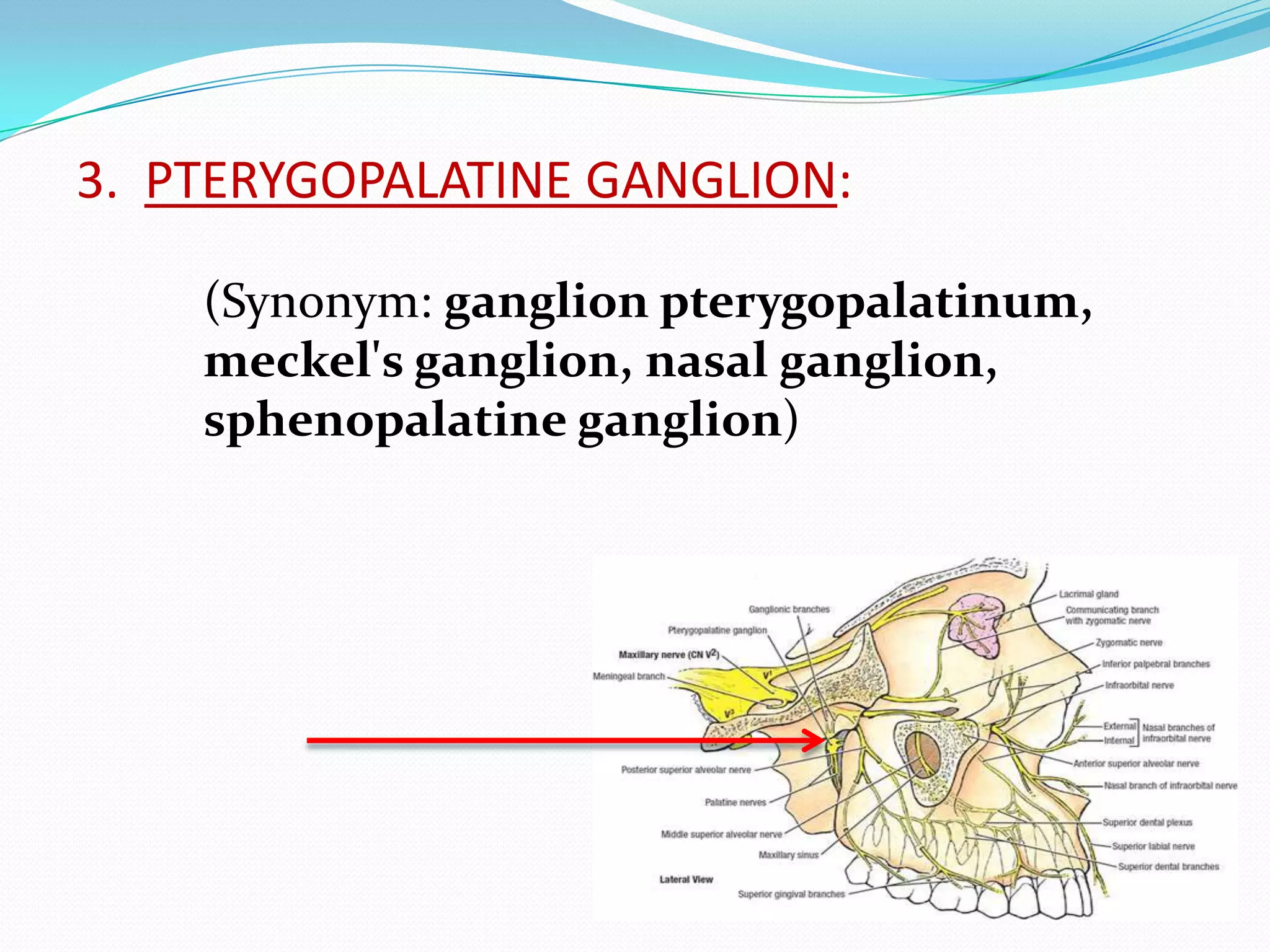 3. PTERYGOPALATINE GANGLION:
(Synonym: ganglion pterygopalatinum,
meckel's ganglion, nasal ganglion,
sphenopalatine ganglion)
 