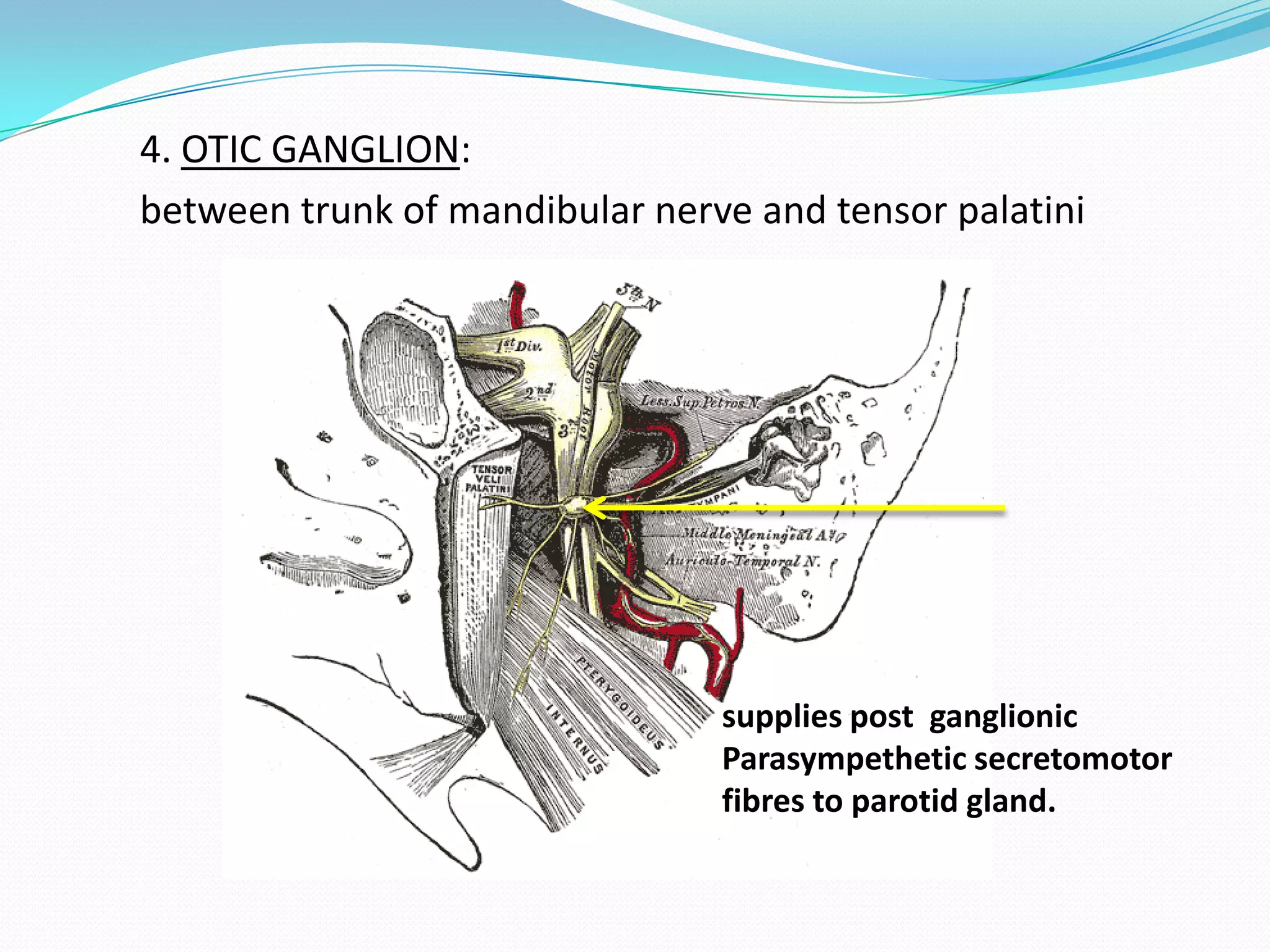 4. OTIC GANGLION:
between trunk of mandibular nerve and tensor palatini
supplies post ganglionic
Parasympethetic secretomotor
fibres to parotid gland.
 