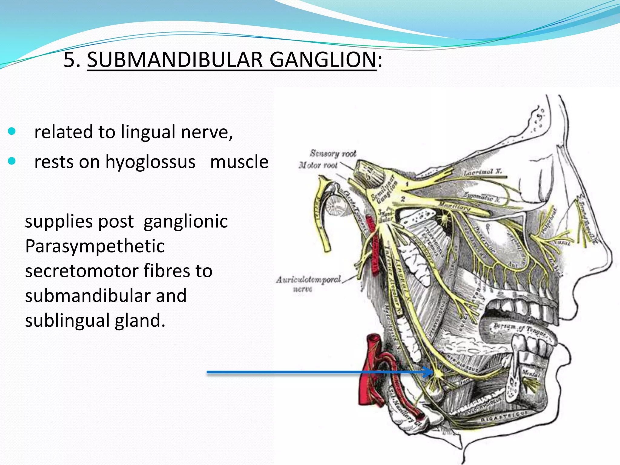  related to lingual nerve,
 rests on hyoglossus muscle
supplies post ganglionic
Parasympethetic
secretomotor fibres to
submandibular and
sublingual gland.
5. SUBMANDIBULAR GANGLION:
 