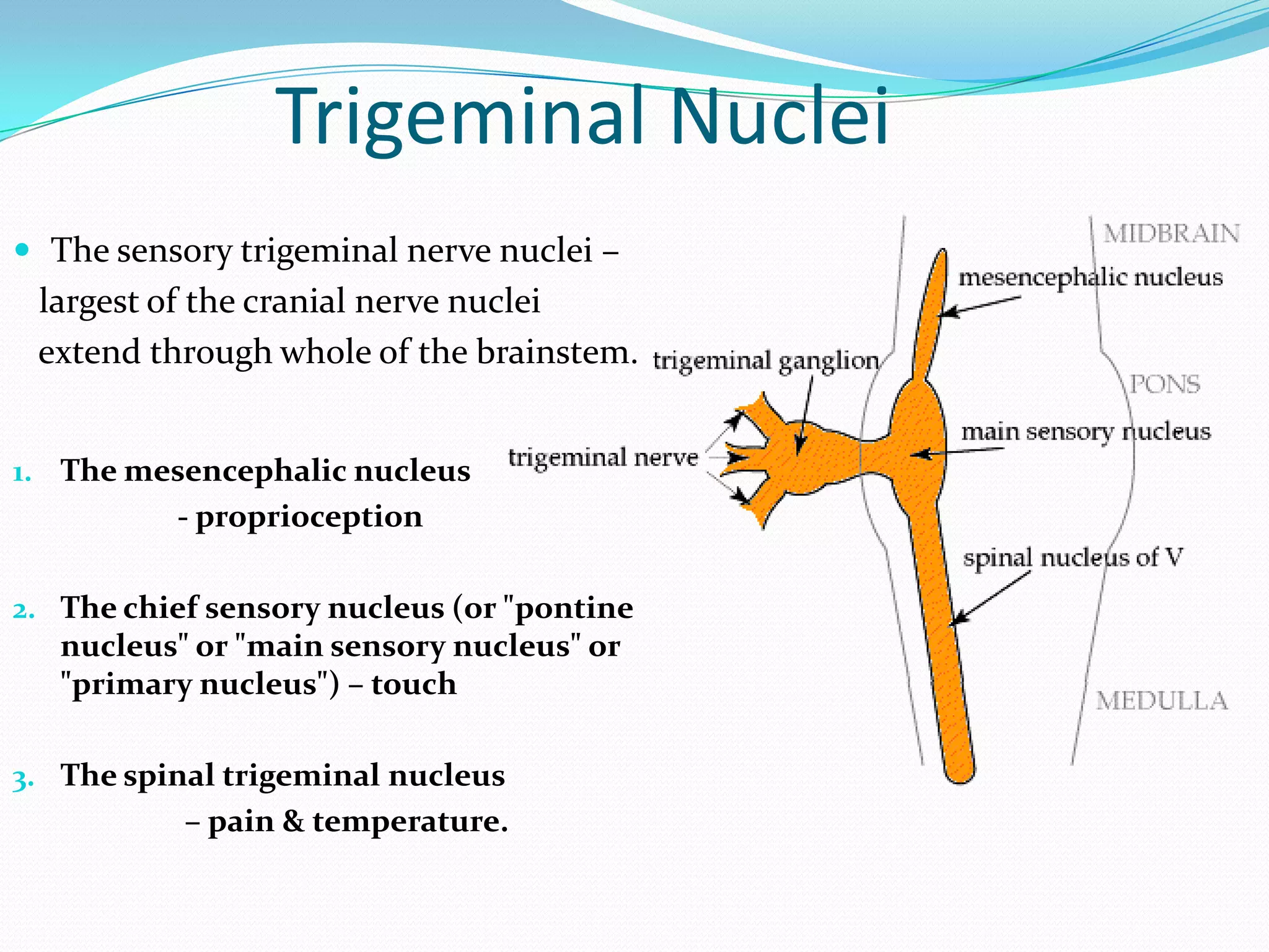 Trigeminal Nuclei
 The sensory trigeminal nerve nuclei –
largest of the cranial nerve nuclei
extend through whole of the brainstem.
1. The mesencephalic nucleus
- proprioception
2. The chief sensory nucleus (or "pontine
nucleus" or "main sensory nucleus" or
"primary nucleus") – touch
3. The spinal trigeminal nucleus
– pain & temperature.
 