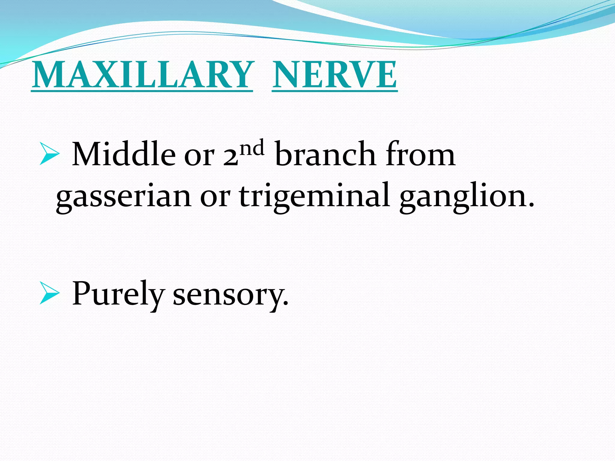MAXILLARY NERVE
 Middle or 2nd branch from
gasserian or trigeminal ganglion.
 Purely sensory.
 