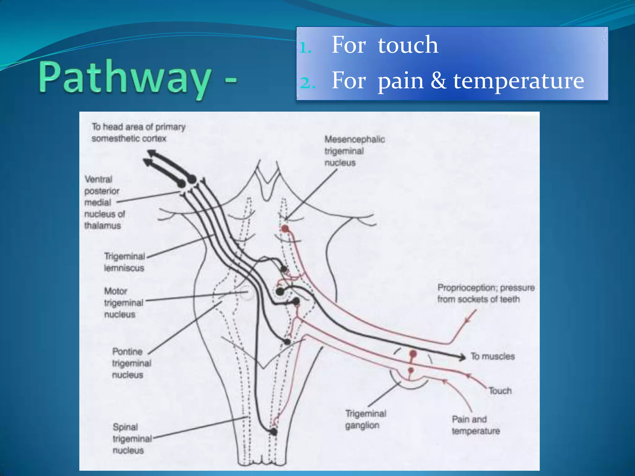 1. For touch
2. For pain & temperature
 