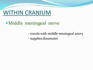 WITHIN CRANIUM
Middle meningeal nerve
- travels with middle meningeal artery
- supplies duramater
 