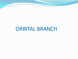 ORBITAL BRANCH
 