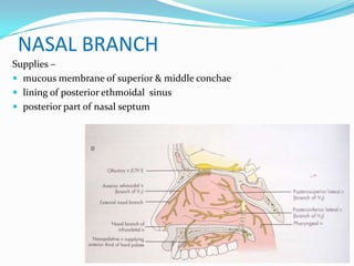 NASAL BRANCH
Supplies –
 mucous membrane of superior & middle conchae
 lining of posterior ethmoidal sinus
 posterior part of nasal septum
 