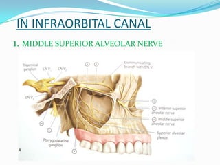 IN INFRAORBITAL CANAL
1. MIDDLE SUPERIOR ALVEOLAR NERVE
 