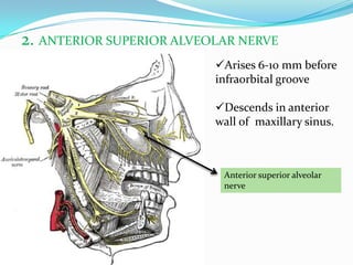 2. ANTERIOR SUPERIOR ALVEOLAR NERVE
Anterior superior alveolar
nerve
Arises 6-10 mm before
infraorbital groove
Descends in anterior
wall of maxillary sinus.
 