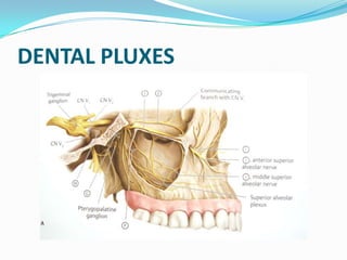 DENTAL PLUXES
 