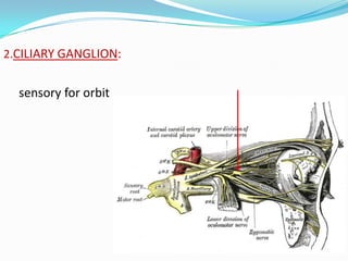 2.CILIARY GANGLION:
sensory for orbit
 