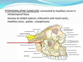 PTERYGOPALATINE GANGLION: connected to maxillary nerve in
infratemporal fossa
sensory to orbital septum, orbicularis and nasal cavity ,
maxillary sinus , palate , nasopharynx.
 