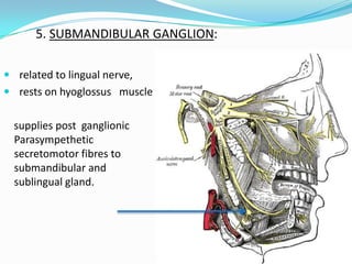  related to lingual nerve,
 rests on hyoglossus muscle
supplies post ganglionic
Parasympethetic
secretomotor fibres to
submandibular and
sublingual gland.
5. SUBMANDIBULAR GANGLION:
 