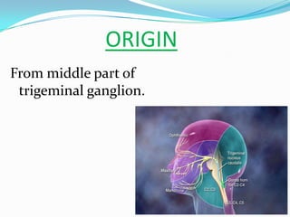 From middle part of
trigeminal ganglion.
ORIGIN
 