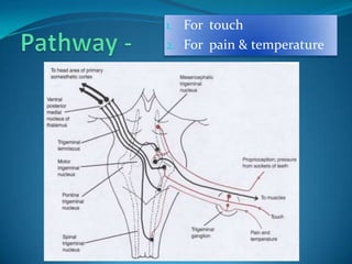 1. For touch
2. For pain & temperature
 