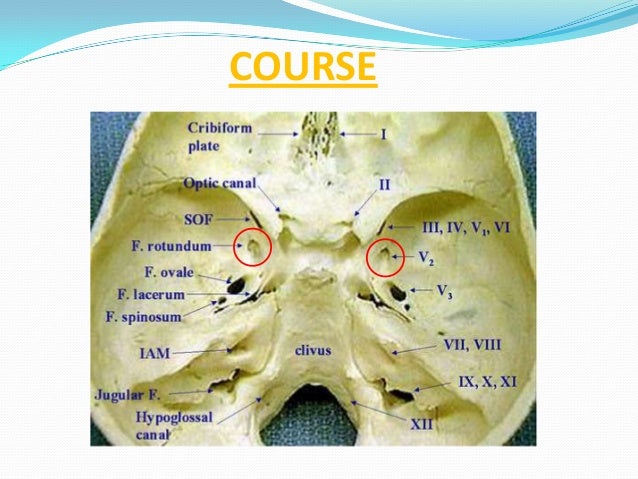 WITHIN CRANIUMï‚—Middle meningeal nerve- travels with middle meningeal artery- supplies duramater 